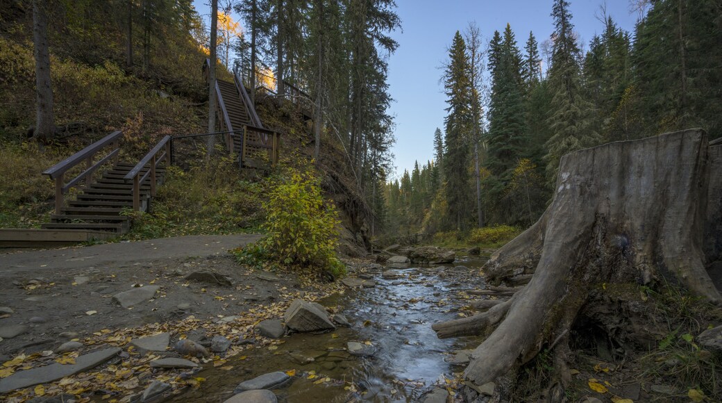 Beautiful shot of a stream in a forest in Hard Luck Canyon of Alberta, Canada
