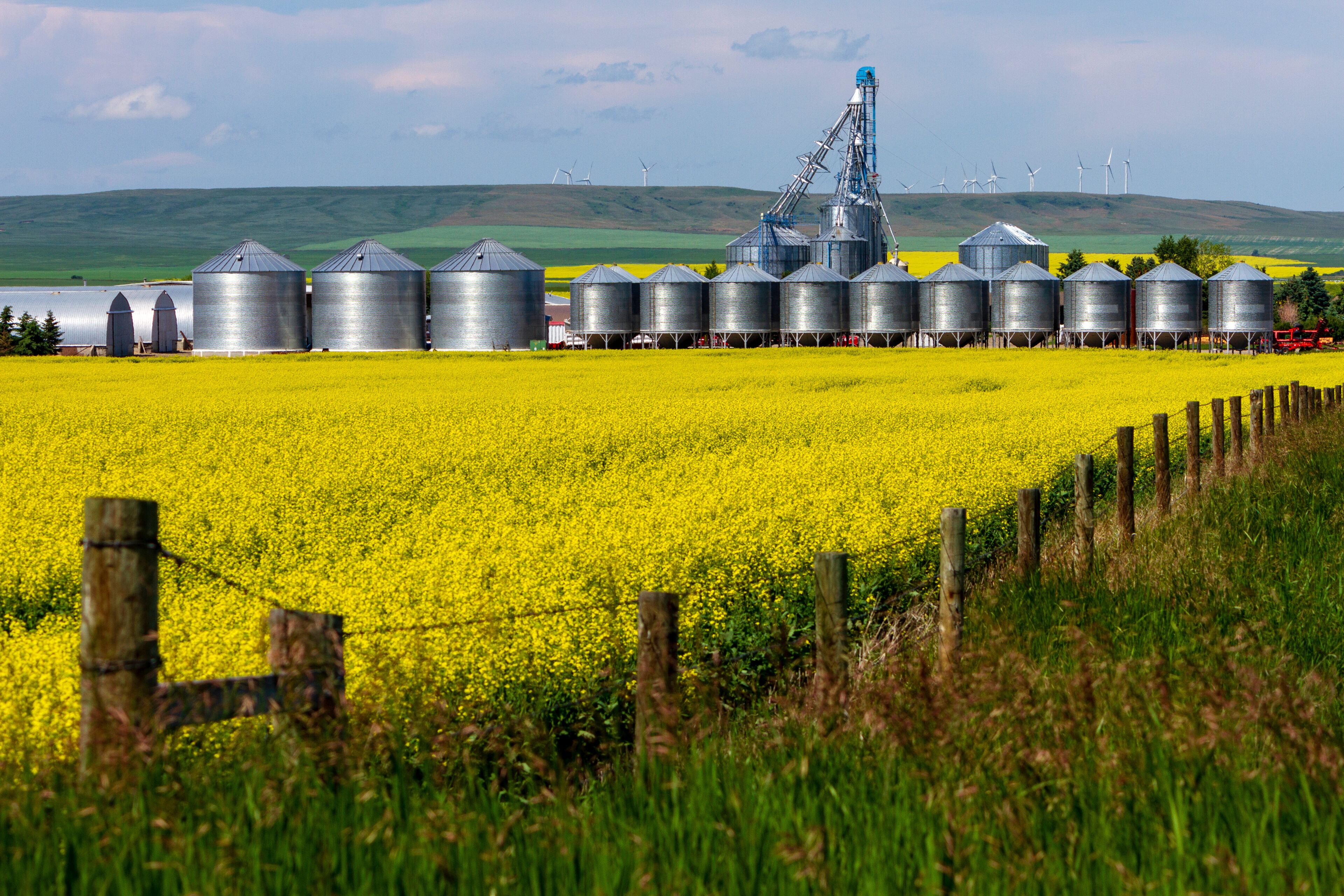 alberta canola field agriculture canada