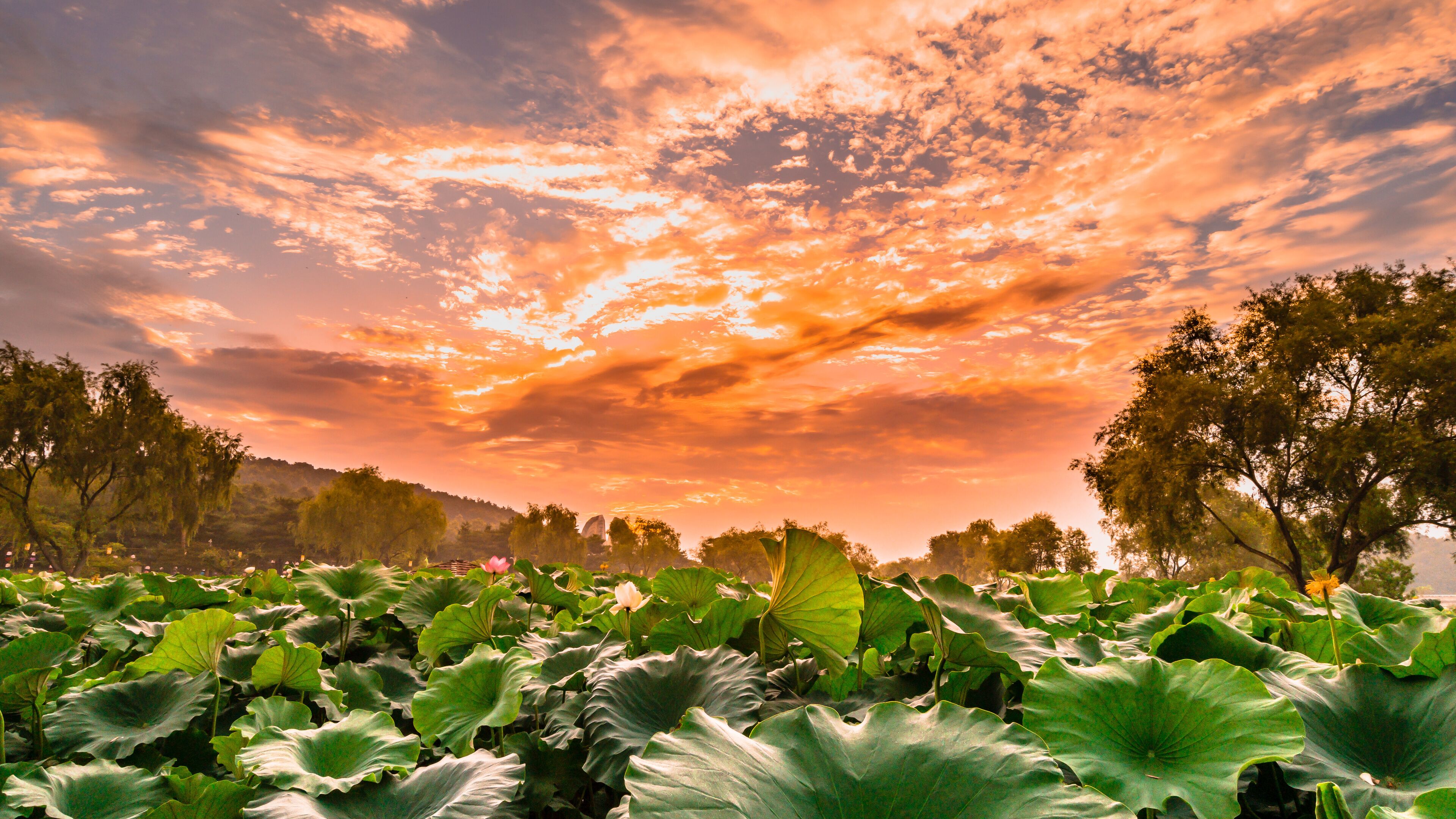 Buyeo Seodong Lotus Festival's fantastic evening glow