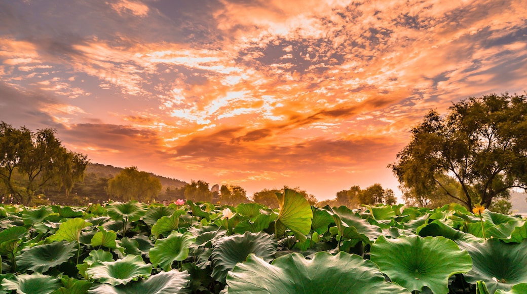 Buyeo Seodong Lotus Festival's fantastic evening glow