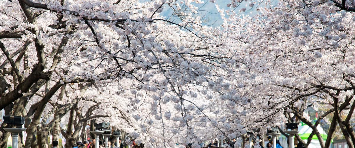View of the cherry blossoms in Jinhae