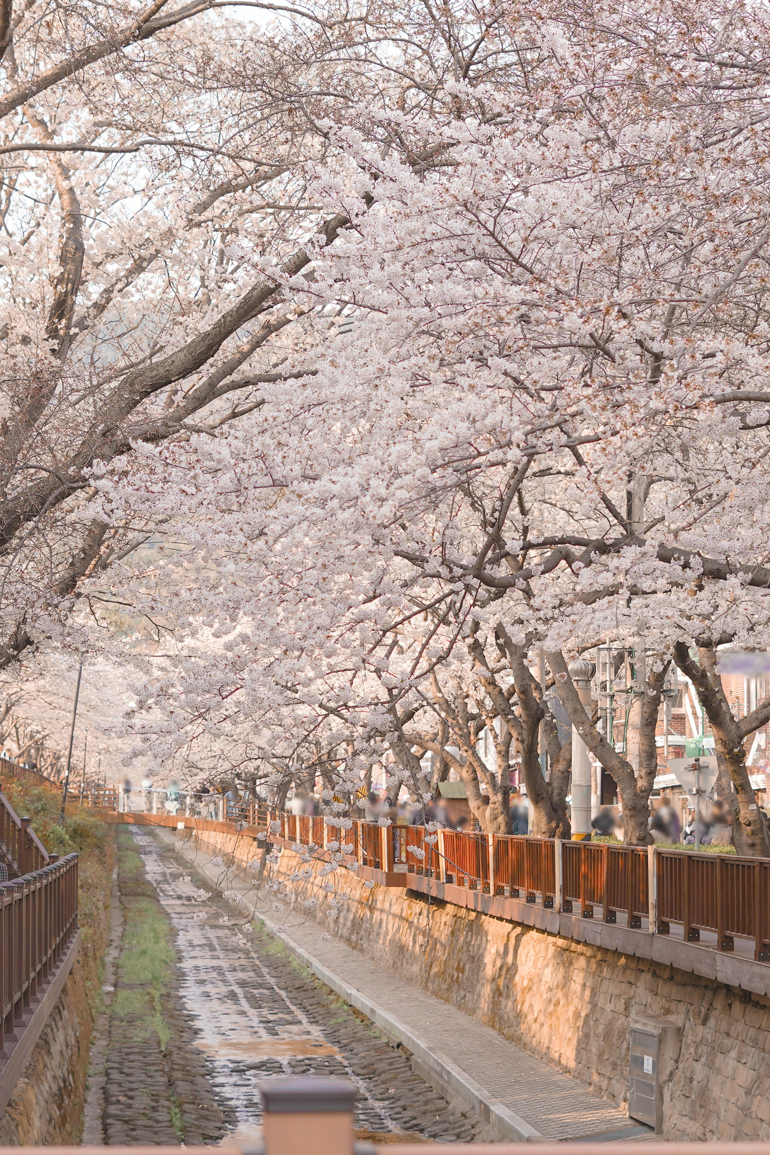 Beautiful Cherry Blossoms at Jinhae Gunhangje Festival