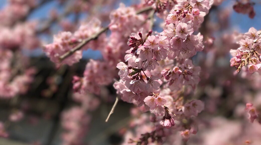 4 days ago at this tiny shrine near to Todaiji which is the first in Nara to bloom. A world of differences in 3 days as Osaka & Kyoto are now in full bloom! This picture was taken on Mar 3.