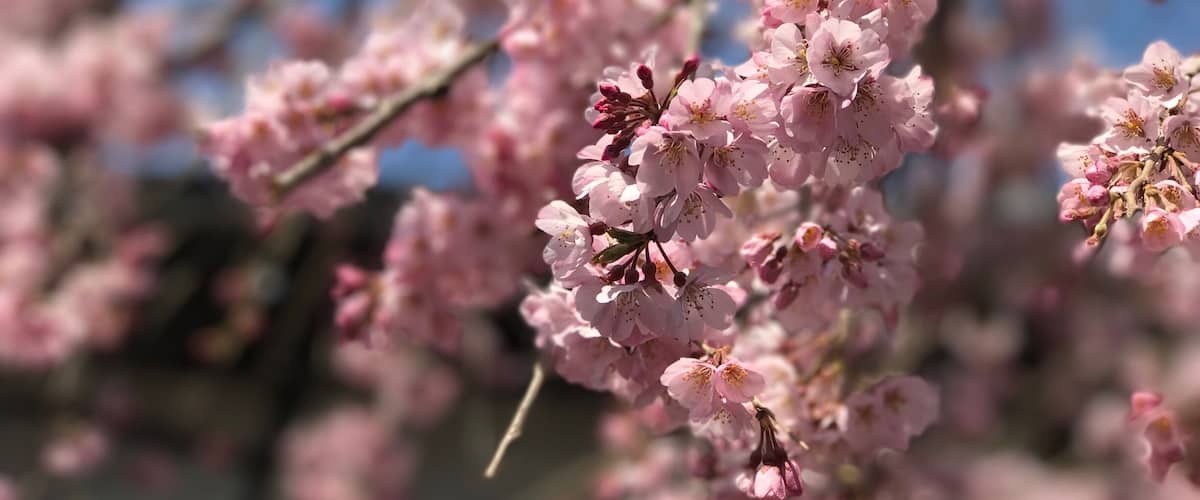 4 days ago at this tiny shrine near to Todaiji which is the first in Nara to bloom. A world of differences in 3 days as Osaka & Kyoto are now in full bloom! This picture was taken on Mar 3.
