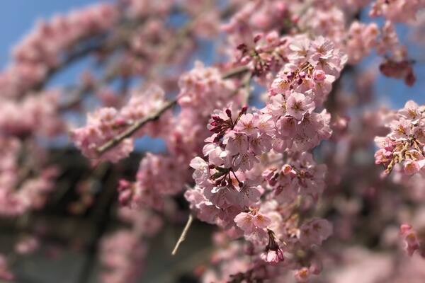 4 days ago at this tiny shrine near to Todaiji which is the first in Nara to bloom. A world of differences in 3 days as Osaka & Kyoto are now in full bloom! This picture was taken on Mar 3.