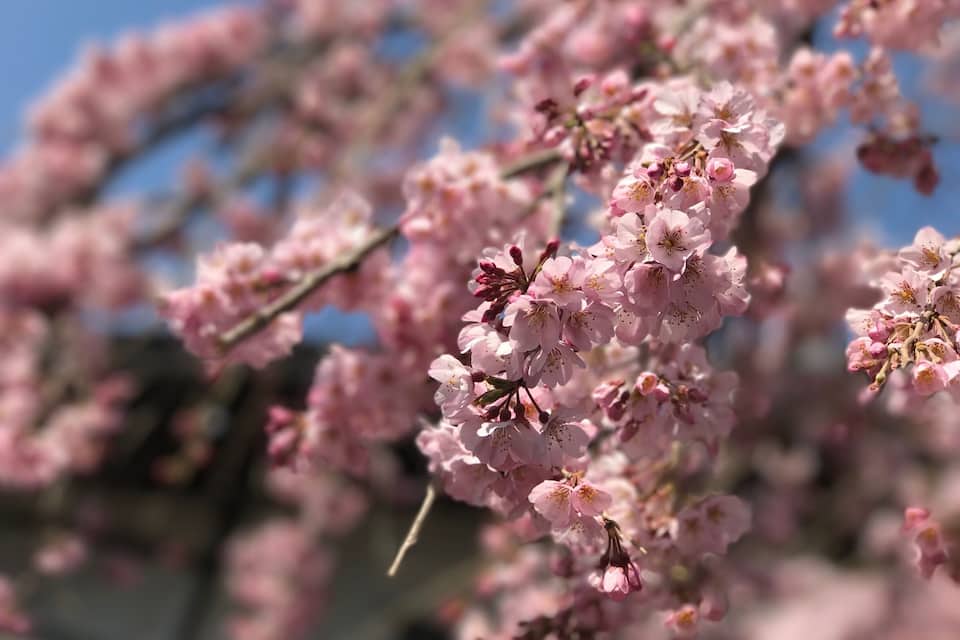 A close-up of pink cherry blossoms against a clear blue sky.
