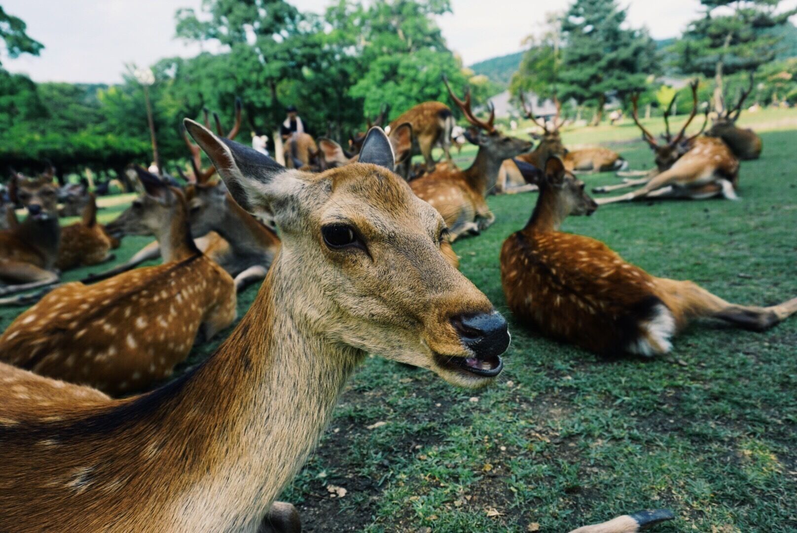 A group of deer in a grassy area with trees in the background.