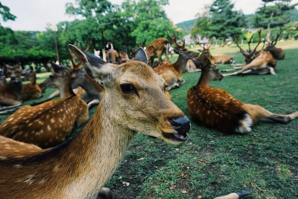 A group of deer in a grassy area with trees in the background.