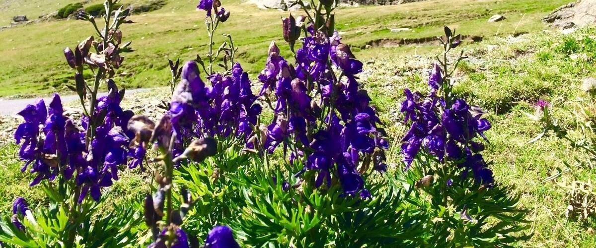 Wild lupins in bloom.