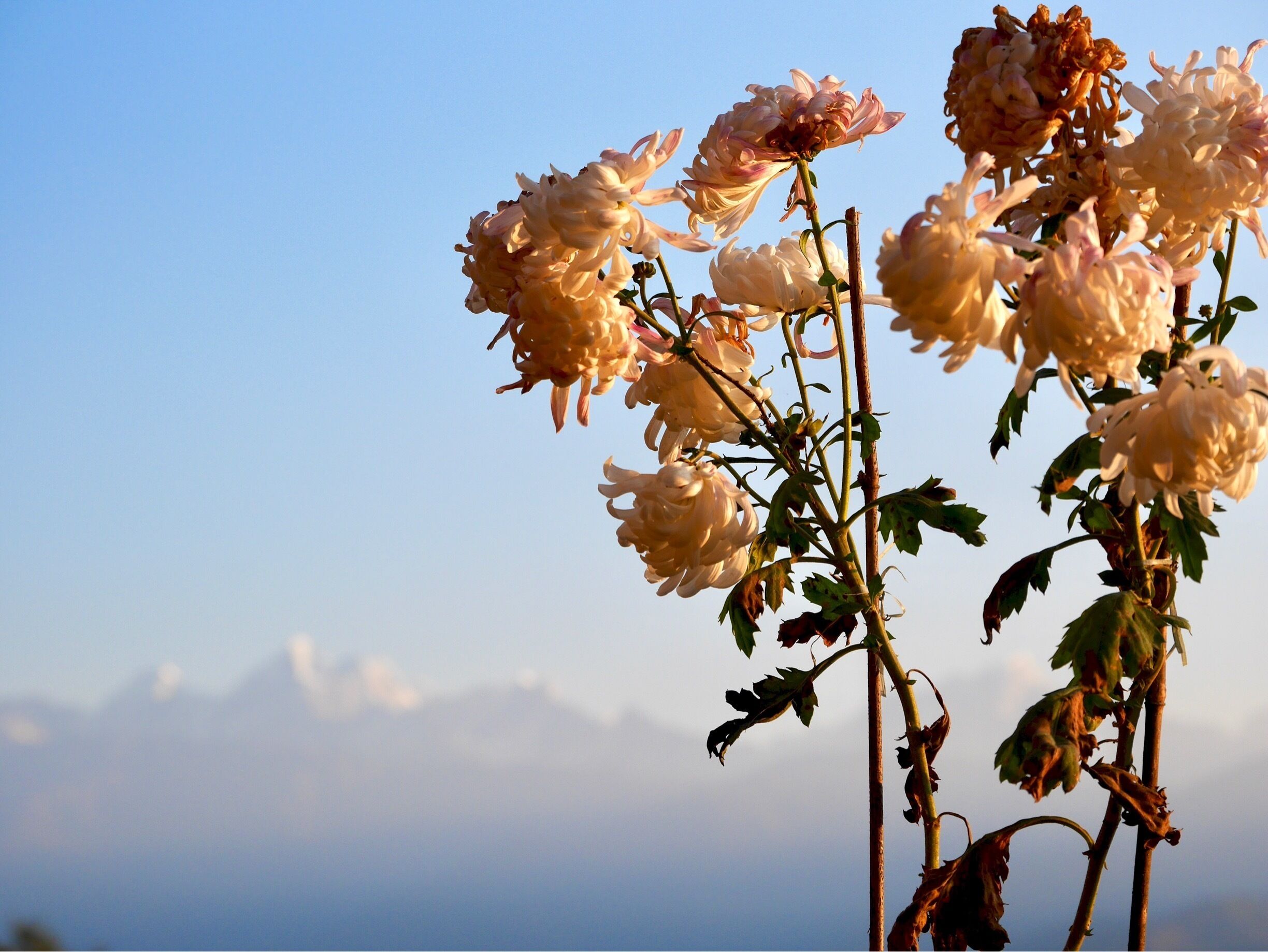 The most beautiful sunrise, Himalayas in the background #flowers #mountains #lifeatexpedia