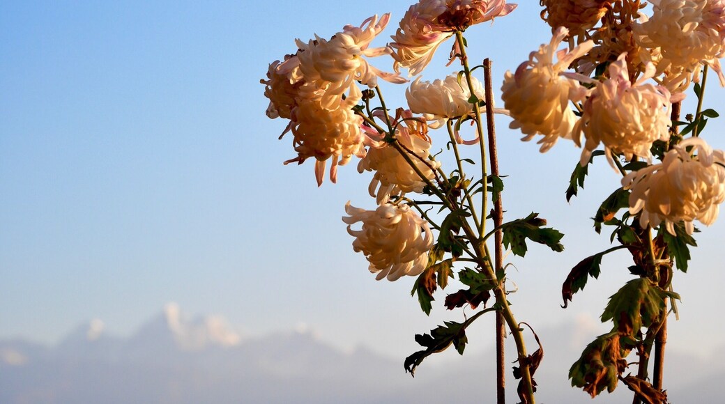 The most beautiful sunrise, Himalayas in the background #flowers #mountains #lifeatexpedia