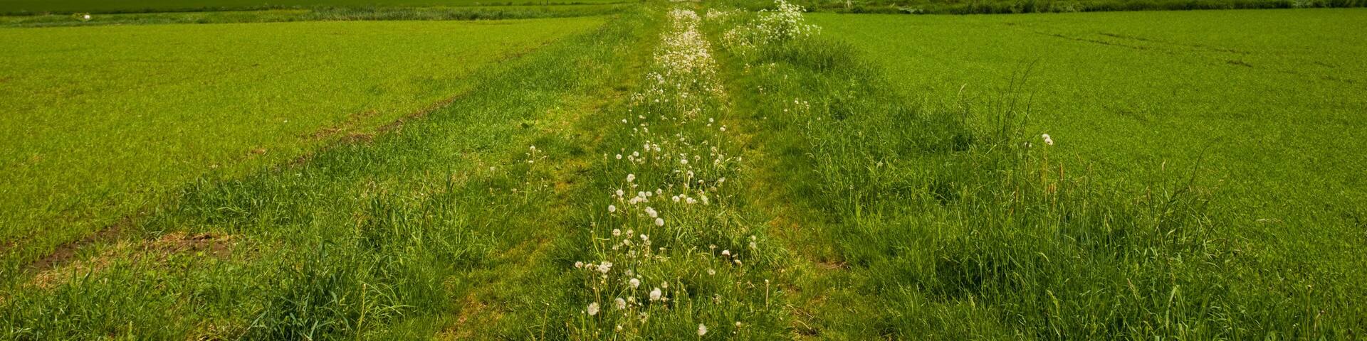 BR917G Germany, Niedersachsen, Bergen. Farm Field, springtime.