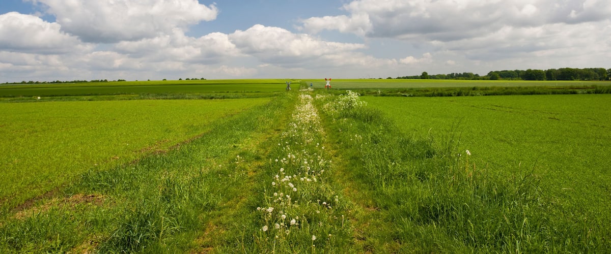A green field with a path leading to a distant point.
