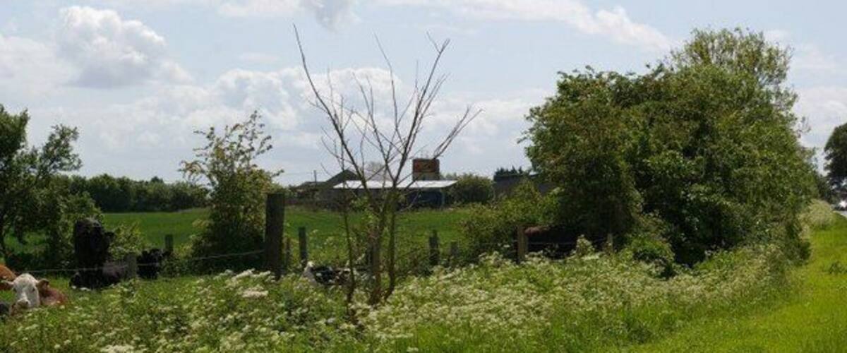 A rural landscape with a windmill, grazing cows, and a field of white flowers.