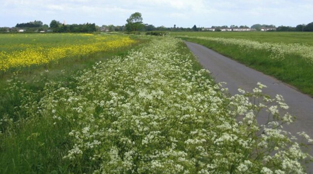 Iram Drove, Willingham, Cambs. looking W towards the village.