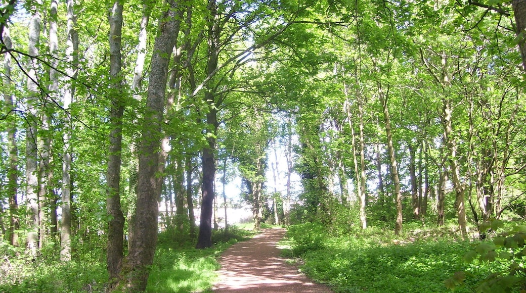 Templehall Plantation pathway