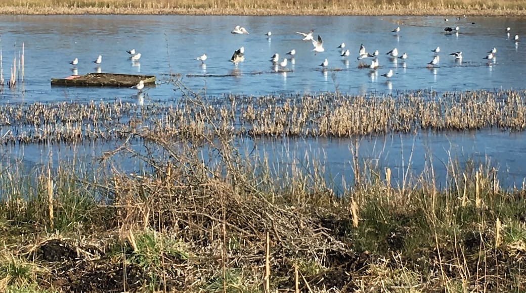 Greenhead Moss Community Nature Park