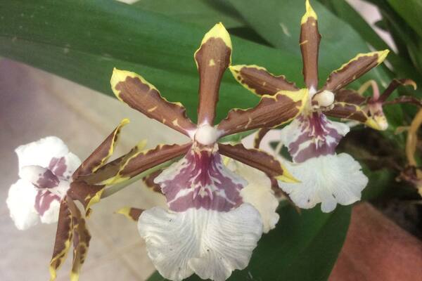 Minha vida em flor orquĂdea