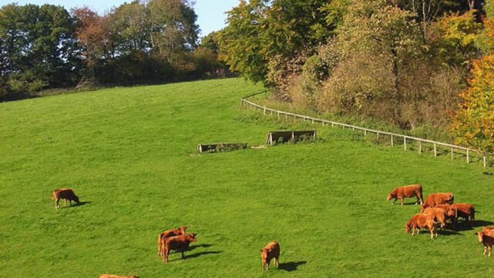 A green field with cows grazing, a fence, and trees in the background.