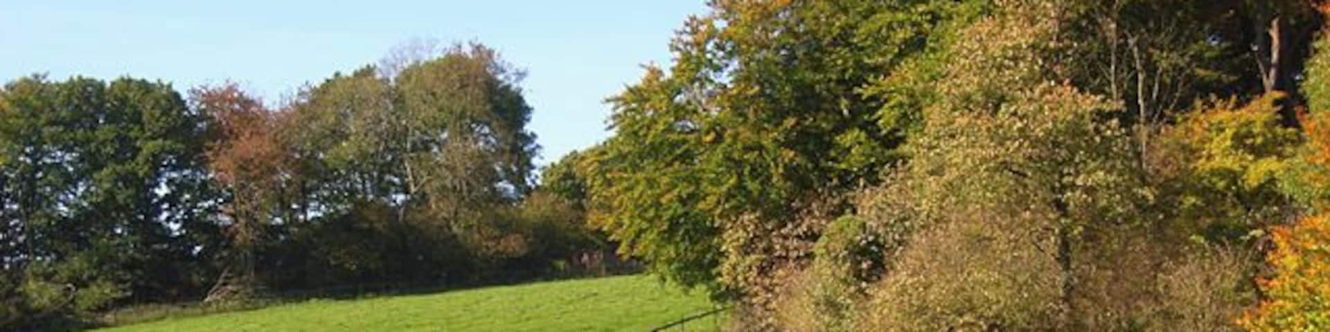 A green field with cows grazing, a fence, and trees in the background.