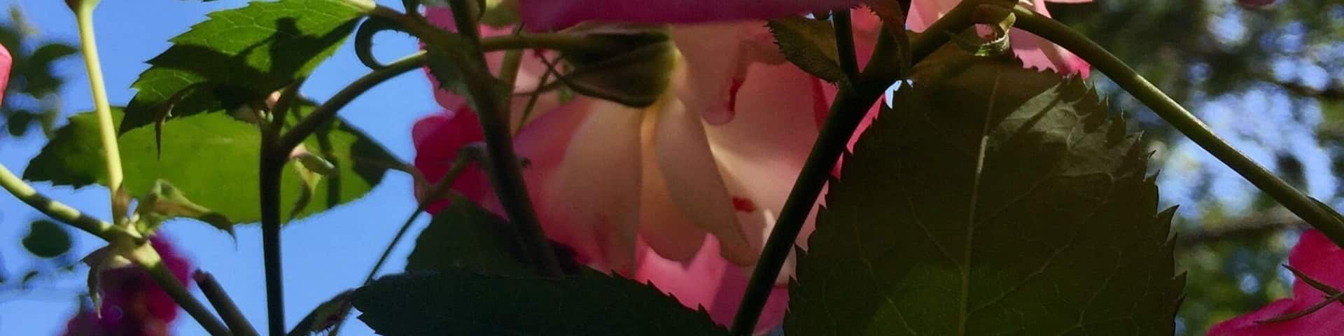 No better way to spend a crisp September day than walking around this beautiful garden