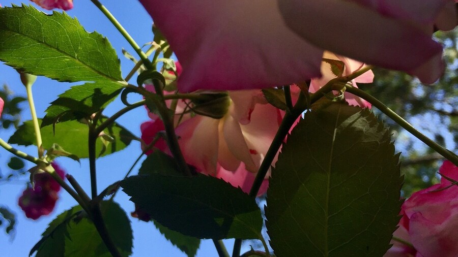 No better way to spend a crisp September day than walking around this beautiful garden