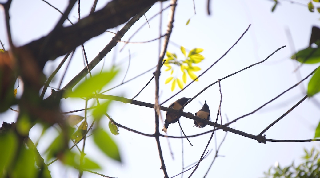 Kumarakom Bird Sanctuary which includes bird life