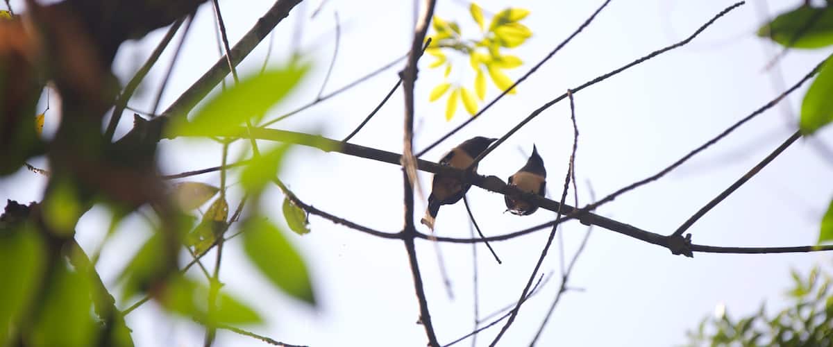 Kumarakom Bird Sanctuary which includes bird life