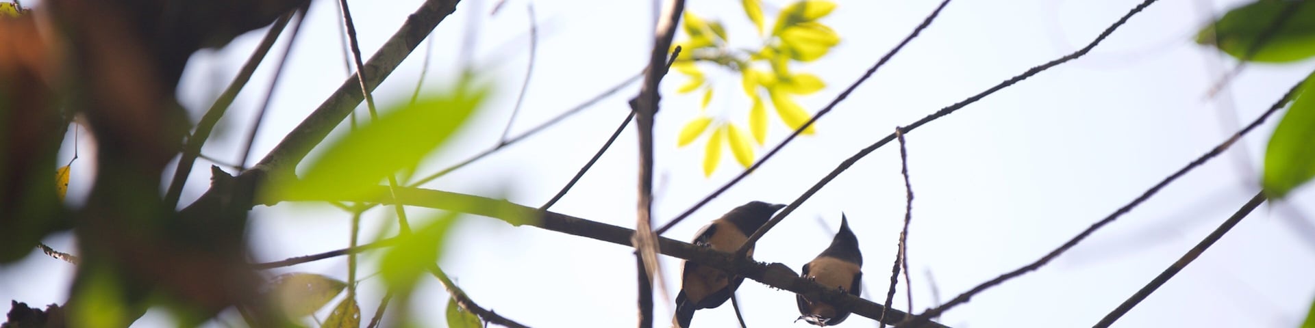 Santuario de Aves de Kumarakom que incluye aves