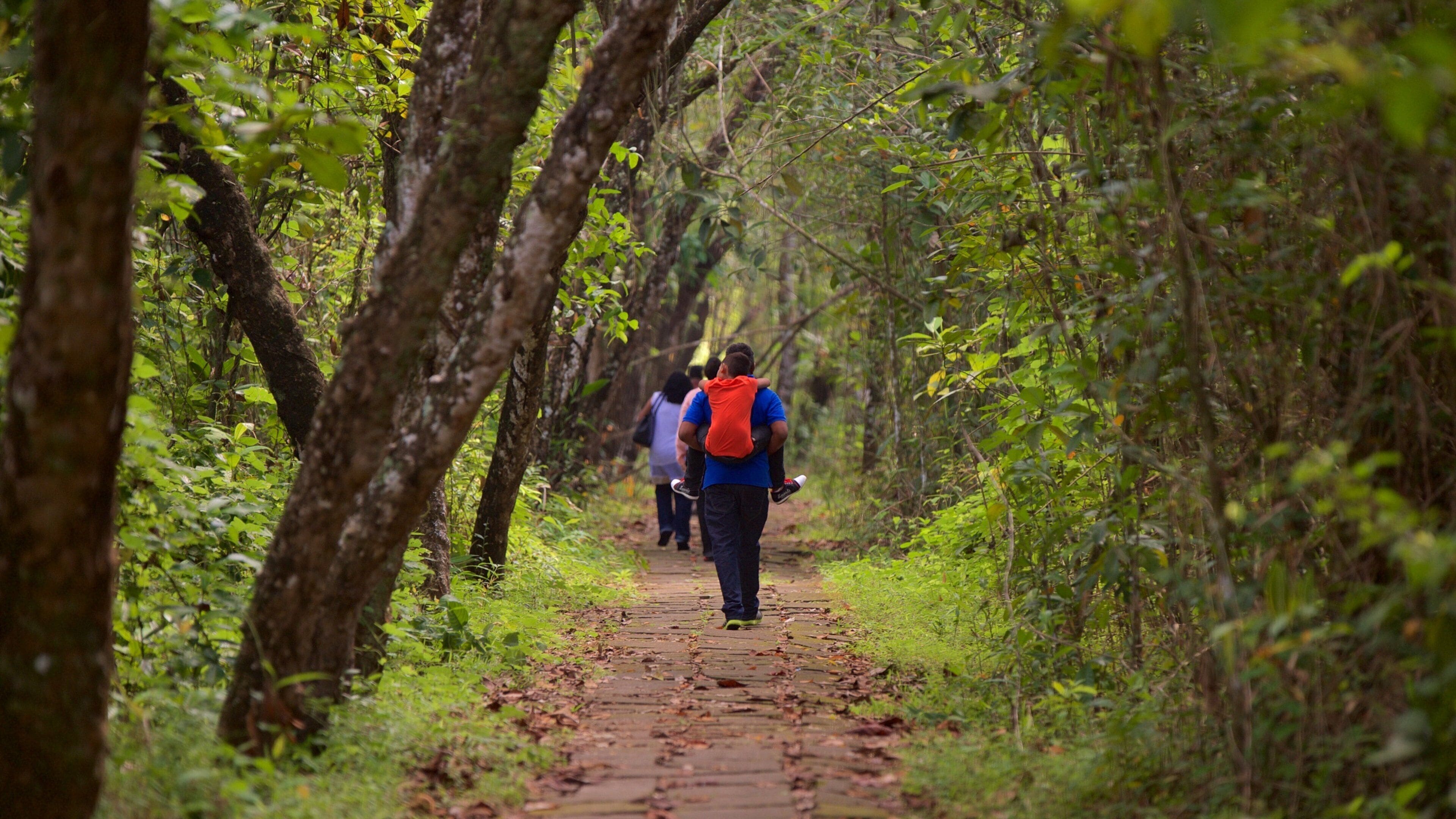 Kumarakom Bird Sanctuary showing forests as well as a small group of people