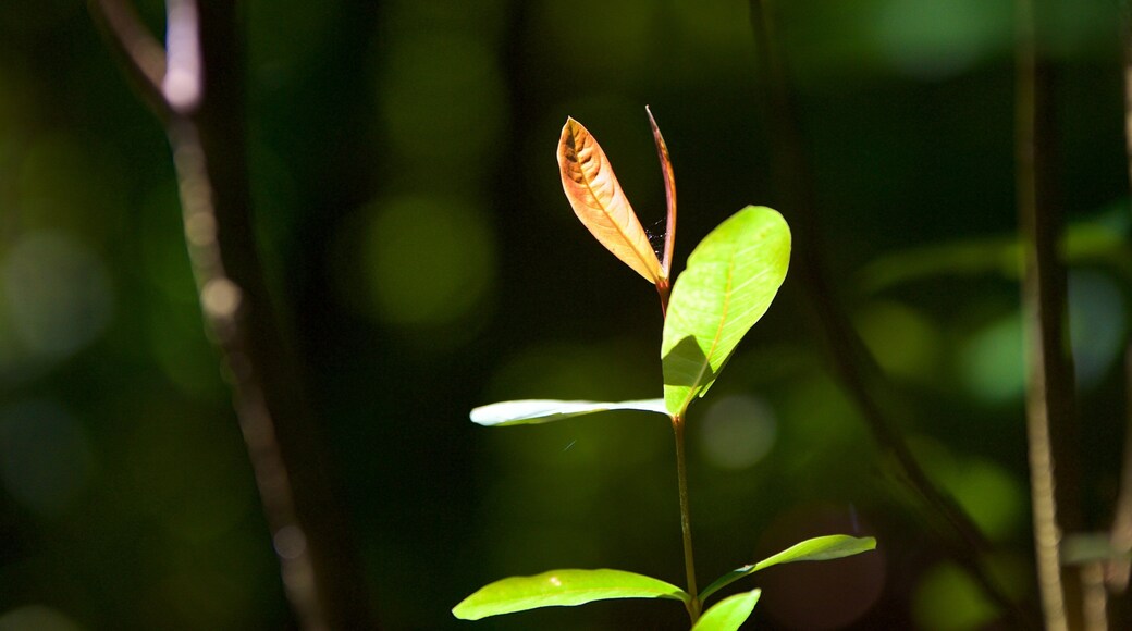 Kumarakom Bird Sanctuary