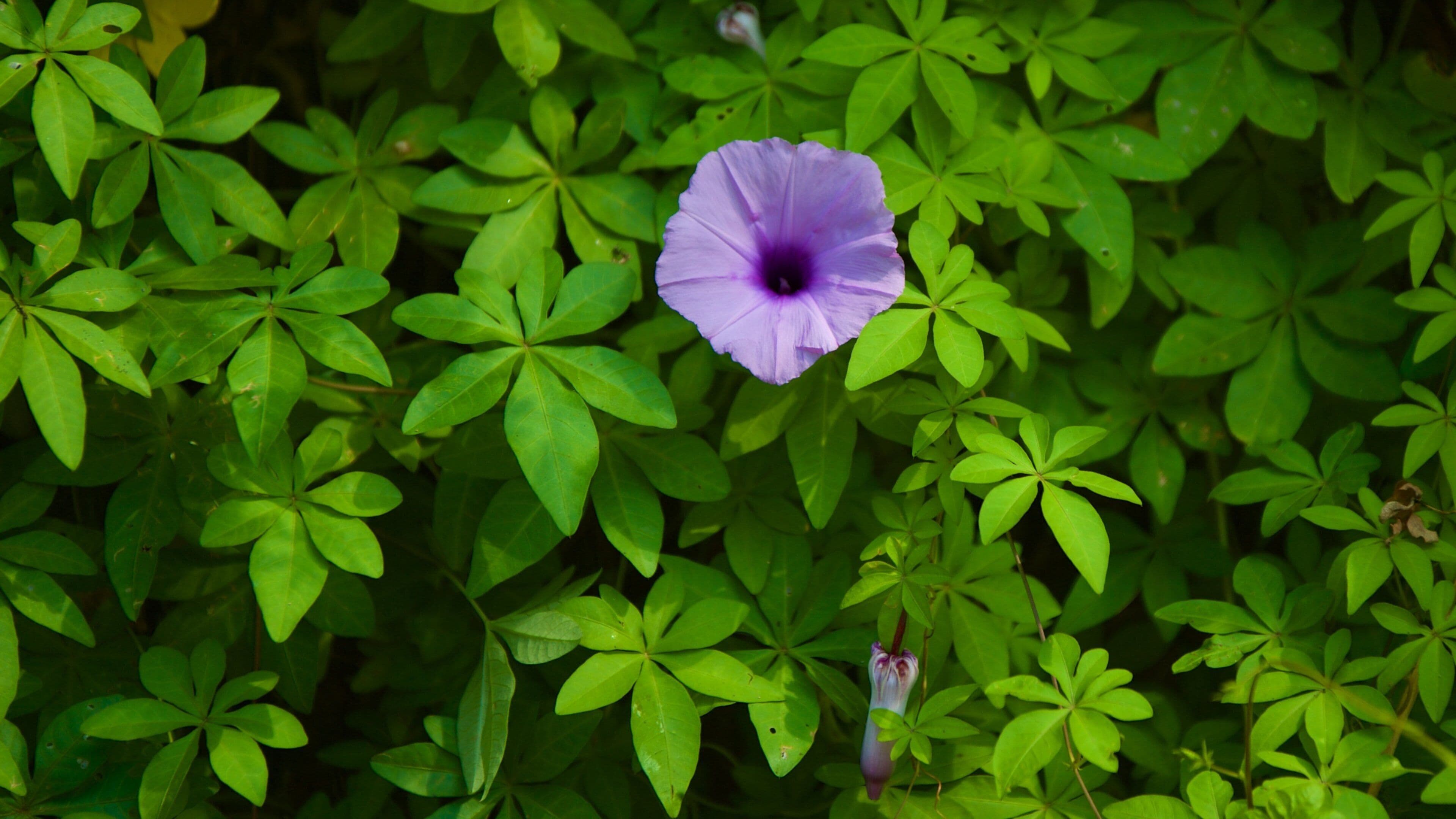 Kumarakom Bird Sanctuary featuring flowers