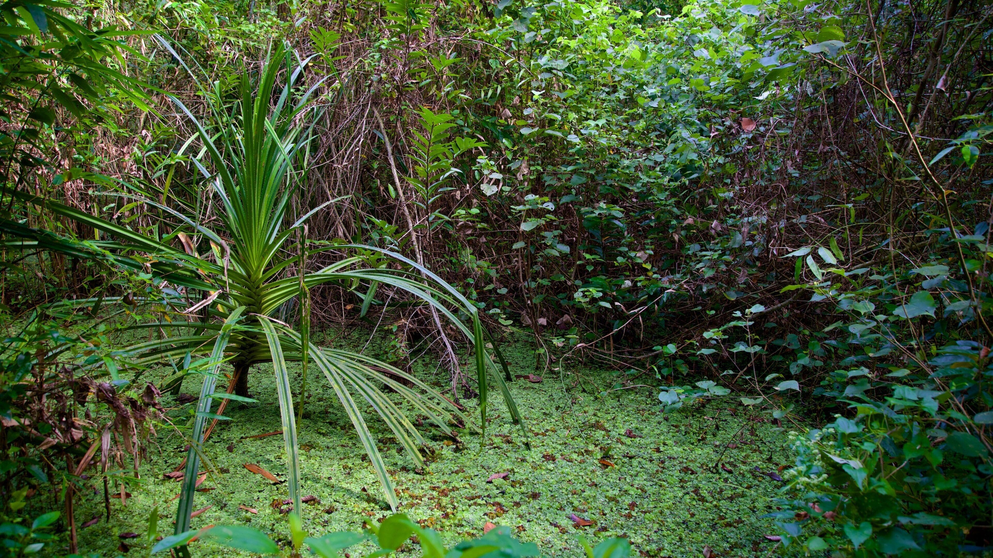 Kumarakom Bird Sanctuary