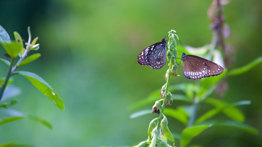 Kumarakom Bird Sanctuary showing animals