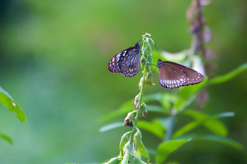 Uma borboleta em uma planta, com fundo verde desfocado.