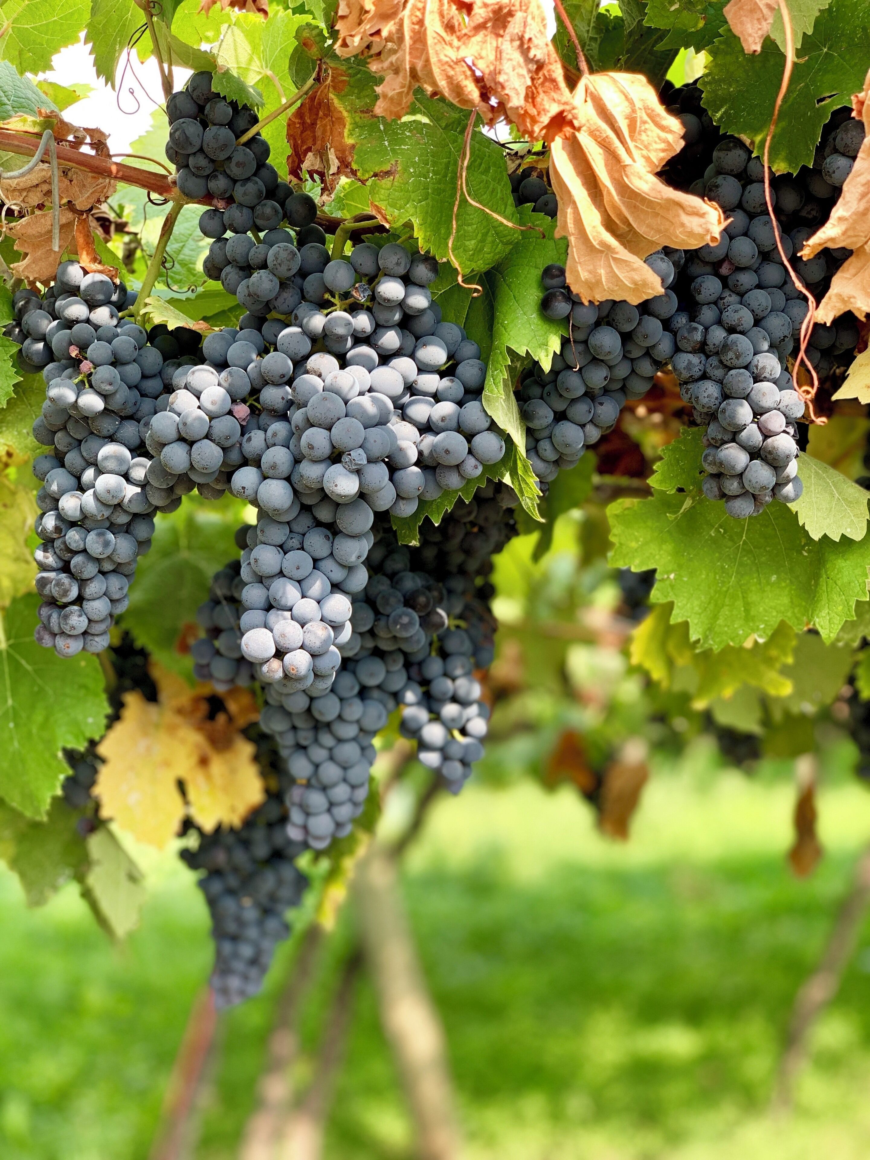 Clusters of dark purple grapes hanging from a vine with green leaves and some dried leaves.