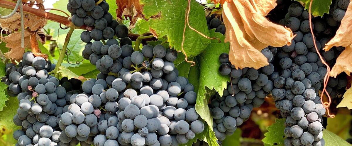 Clusters of dark purple grapes hanging from a vine with green leaves and some dried leaves.