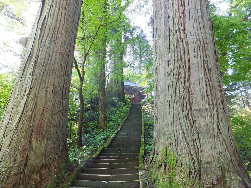 A staircase surrounded by large trees in a forest.