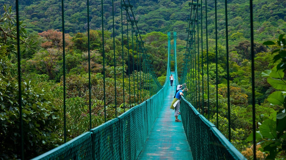 A suspension bridge surrounded by dense forest.