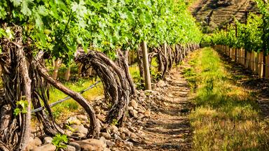 USA, Oregon, Milton-Freewater. Resurgent Vineyard is part of the expanding Rocks district in the Walla Walla AVA.