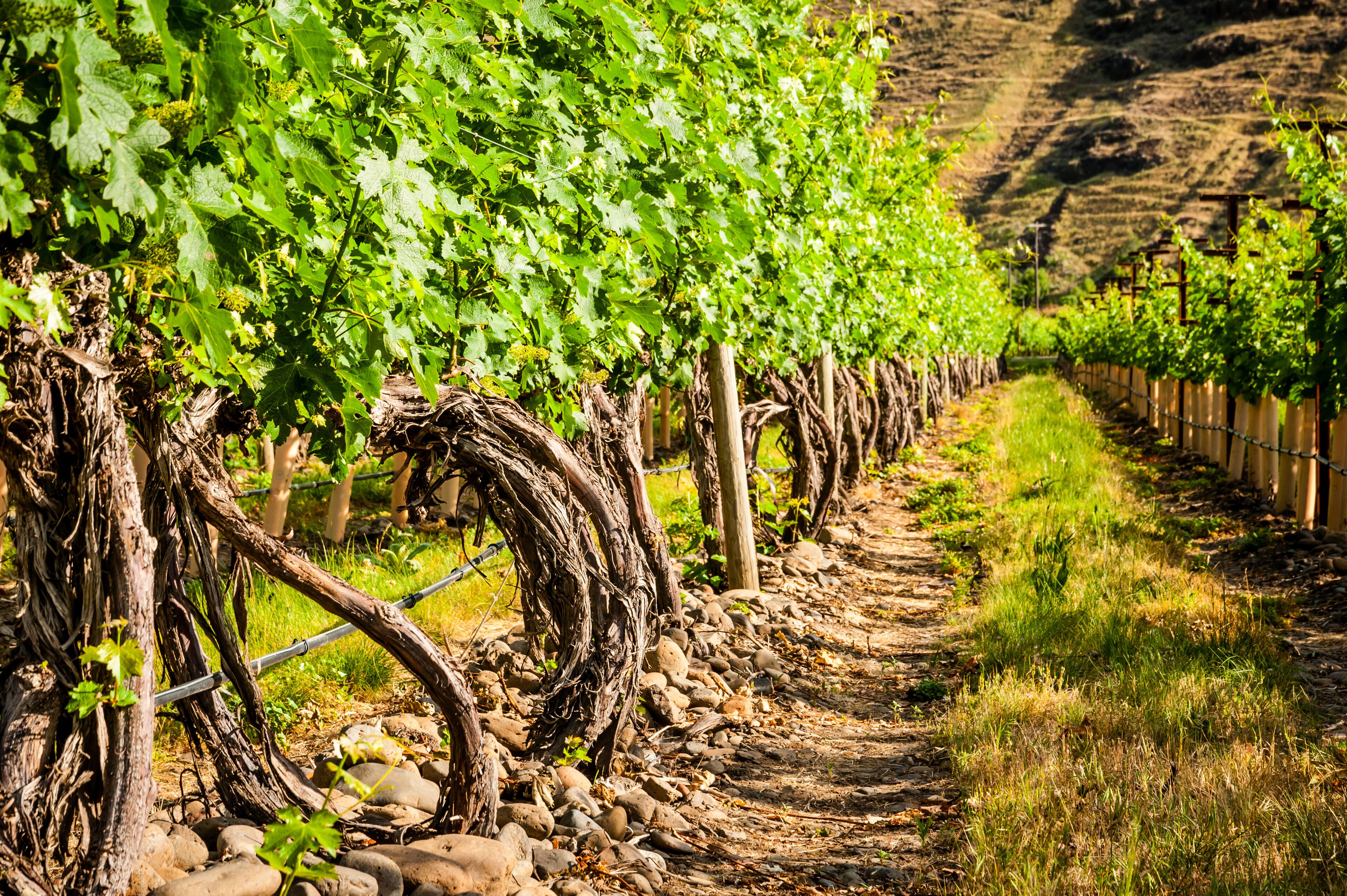 A vineyard with rows of grapevines supported by wooden stakes and wire.