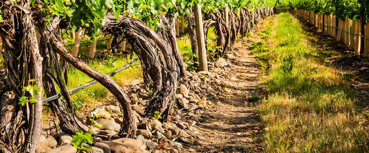 A vineyard with rows of grapevines supported by wooden stakes and wire.