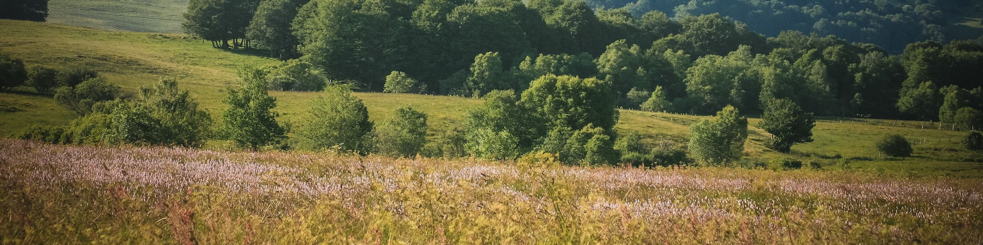 paysage volcanique en auvergne, Picherande