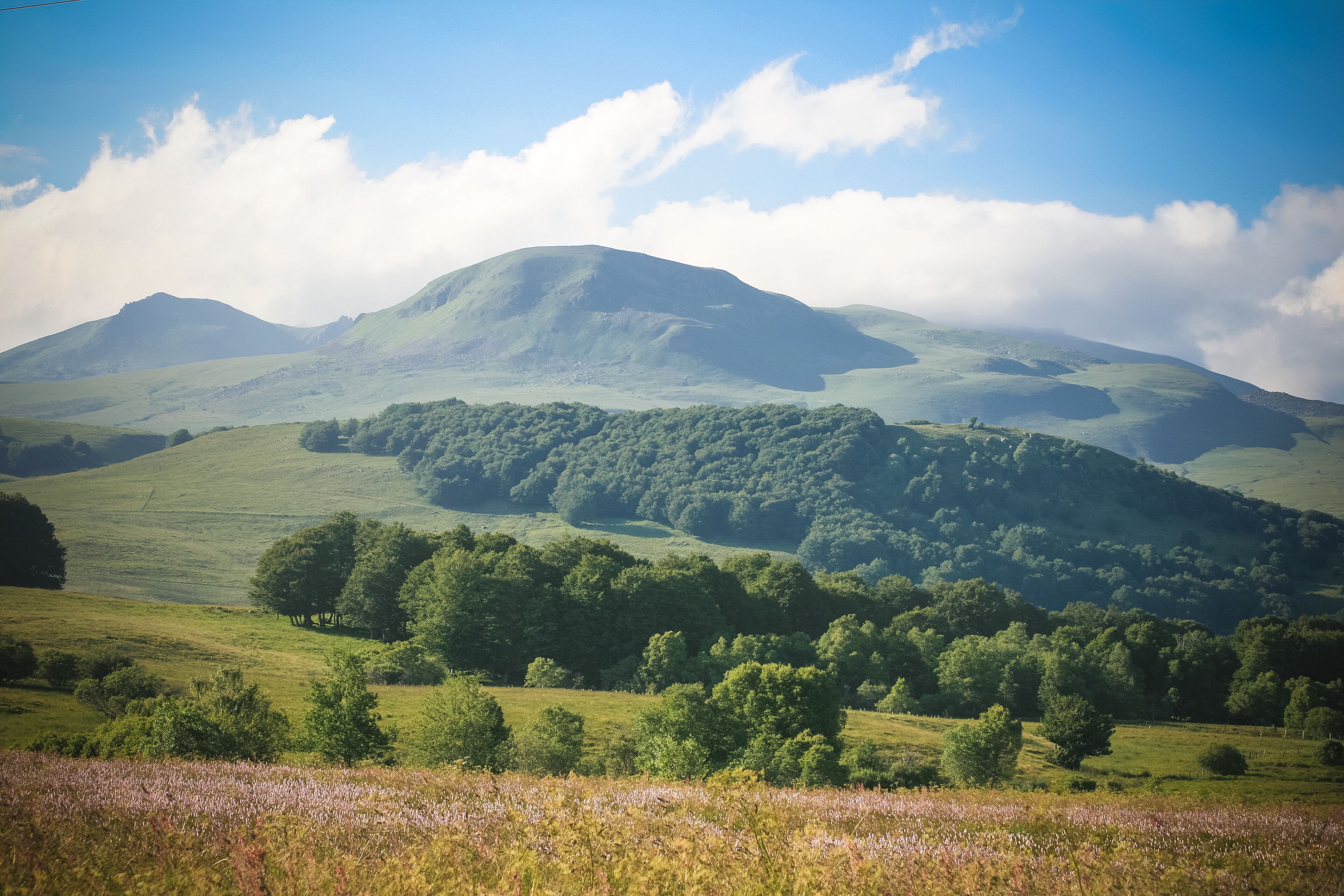 Rolling green hills, a mountain, and a field of purple flowers.