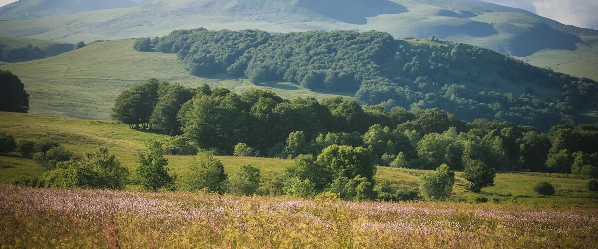 Rolling green hills, a mountain, and a field of purple flowers.
