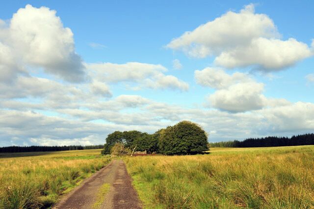 Fenced wooded enclosure This enclosure contains a ruined shell of a building.