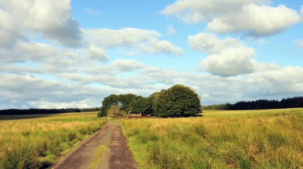 Fenced wooded enclosure This enclosure contains a ruined shell of a building.