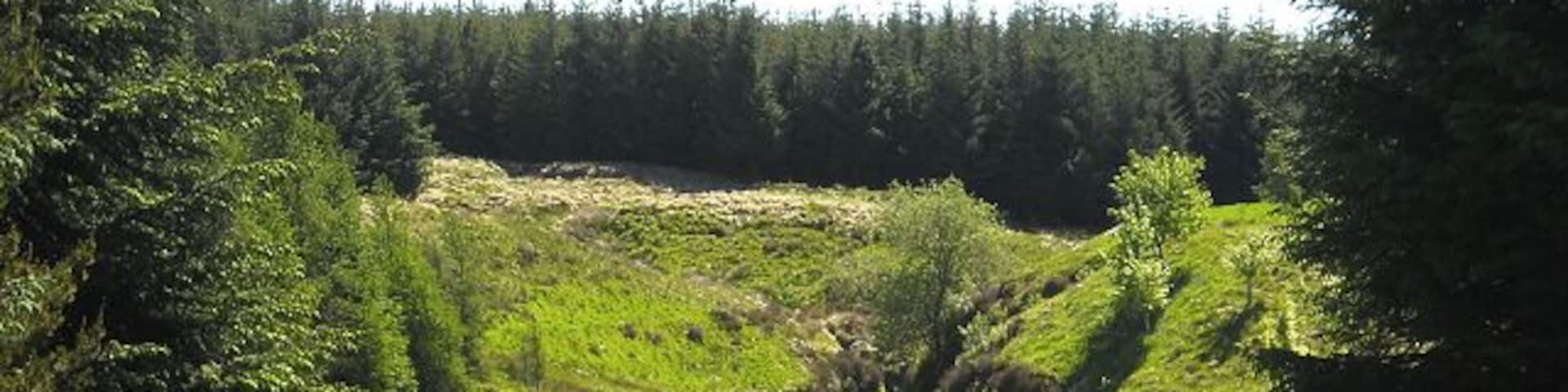 A lush green hillside with dense forest in the background.