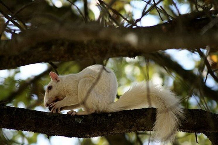 White squirrel 
