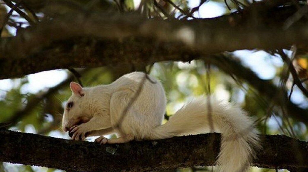 White squirrel